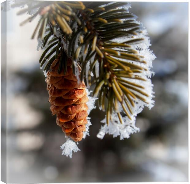 Frosty Spruce Cone Canvas Print by STEPHEN THOMAS