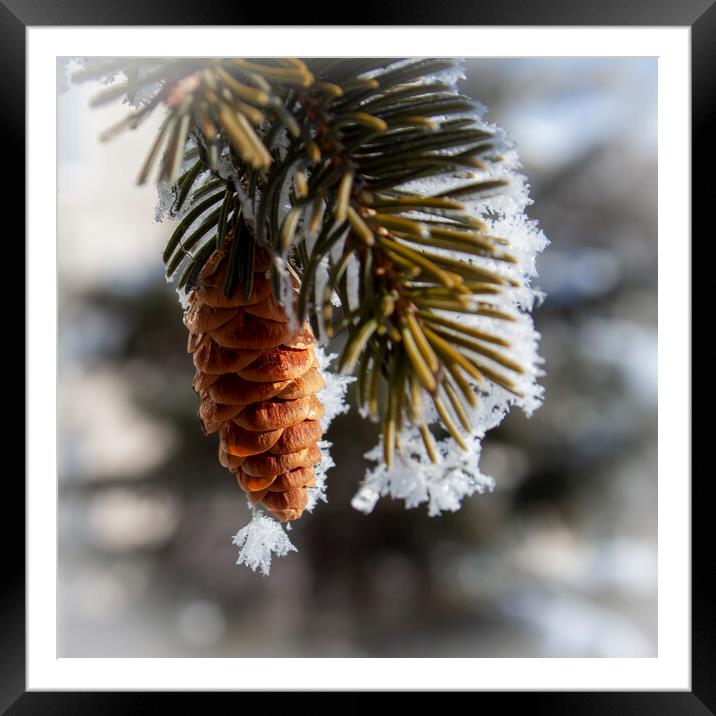 Frosty Spruce Cone Framed Mounted Print by STEPHEN THOMAS