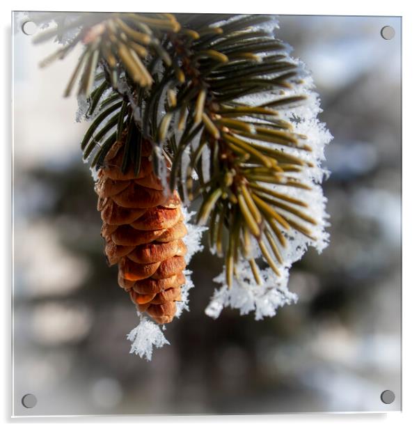 Frosty Spruce Cone Acrylic by STEPHEN THOMAS