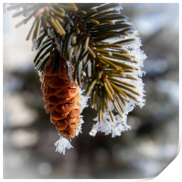 Frosty Spruce Cone Print by STEPHEN THOMAS