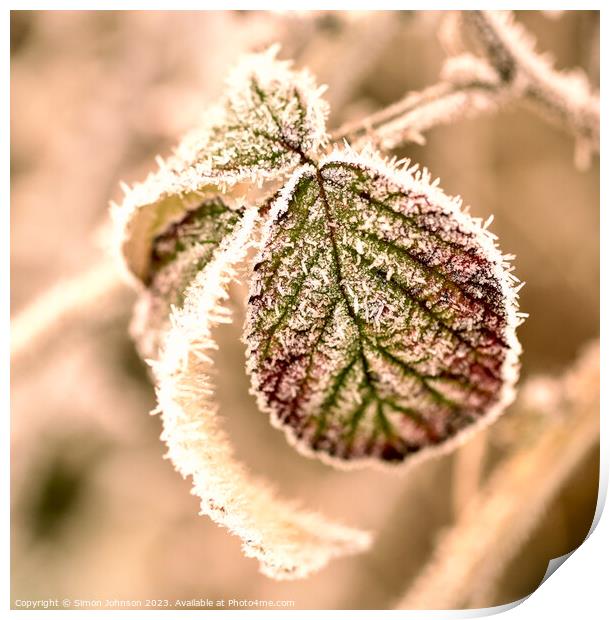 Frosted leaf Print by Simon Johnson