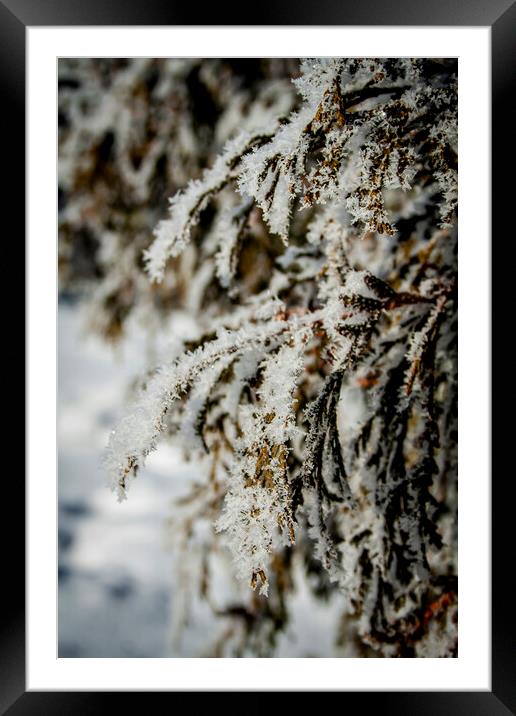 Frosty Cedar Framed Mounted Print by STEPHEN THOMAS