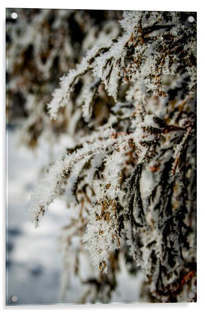 Frosty Cedar Acrylic by STEPHEN THOMAS