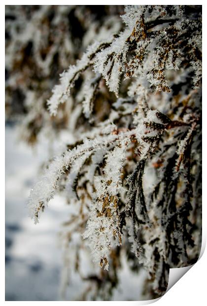Frosty Cedar Print by STEPHEN THOMAS