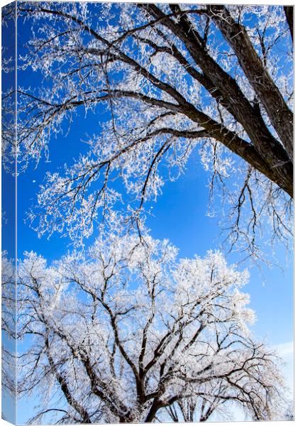 Frosty Elms & Blue Sky Canvas Print by STEPHEN THOMAS