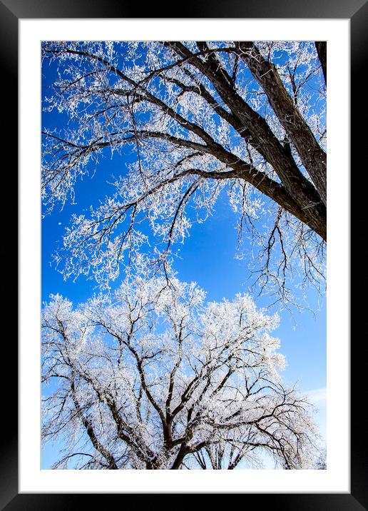 Frosty Elms & Blue Sky Framed Mounted Print by STEPHEN THOMAS