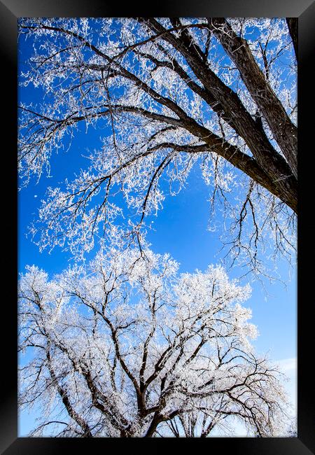 Frosty Elms & Blue Sky Framed Print by STEPHEN THOMAS