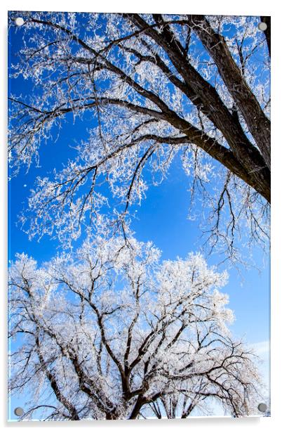 Frosty Elms & Blue Sky Acrylic by STEPHEN THOMAS