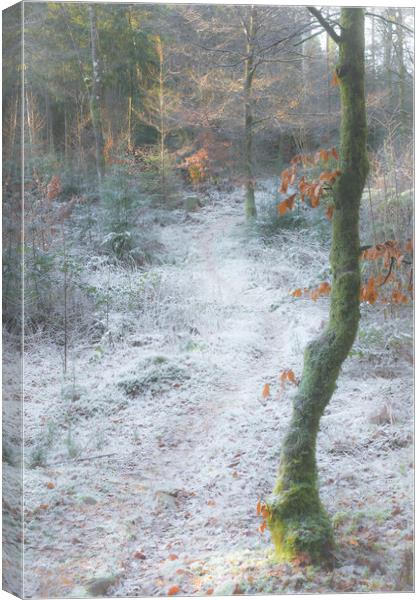 Frosty woodland Scotland  Canvas Print by christian maltby