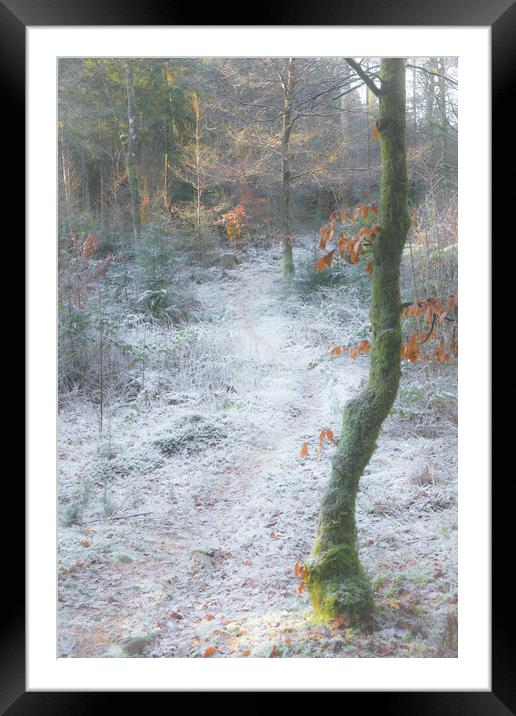Frosty woodland Scotland  Framed Mounted Print by christian maltby