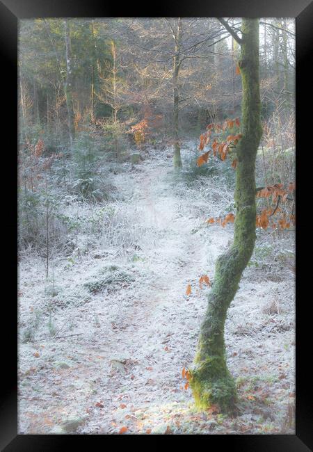 Frosty woodland Scotland  Framed Print by christian maltby