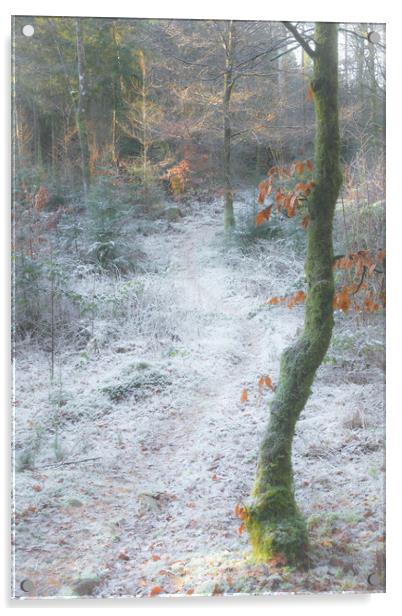 Frosty woodland Scotland  Acrylic by christian maltby