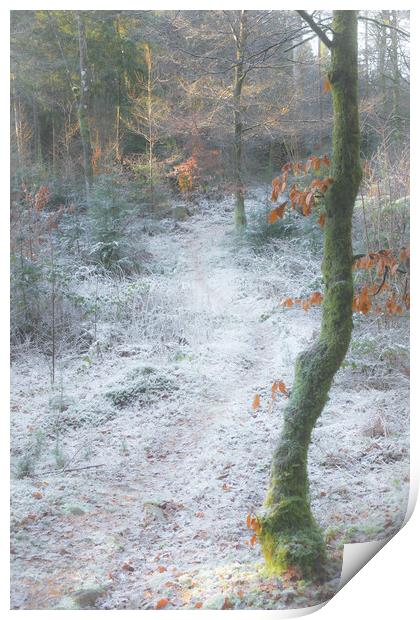 Frosty woodland Scotland  Print by christian maltby