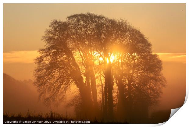 Tree silhouette against sunrise sky Print by Simon Johnson