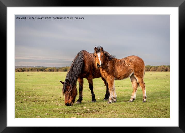 New Forest ponies on the open moor Framed Mounted Print by Sue Knight