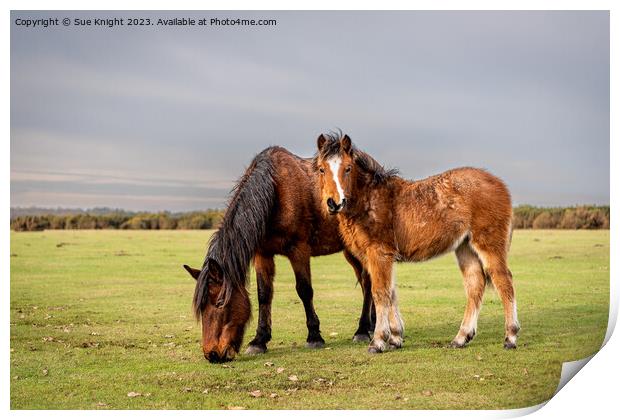 New Forest ponies on the open moor Print by Sue Knight