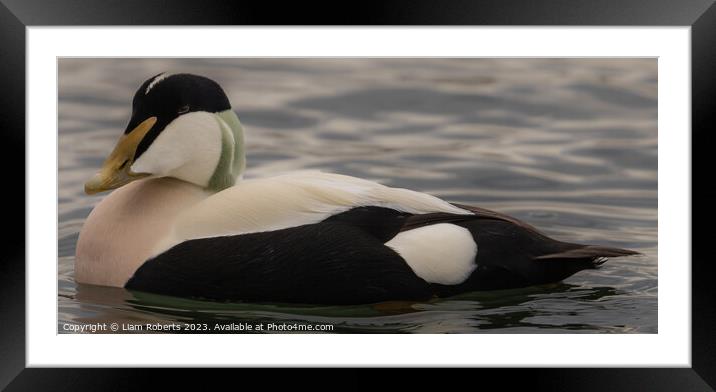 Eider Duck  Framed Mounted Print by Liam Roberts