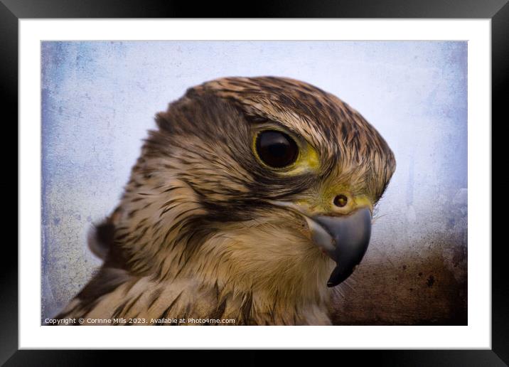 Saker Falcon Framed Mounted Print by Corinne Mills