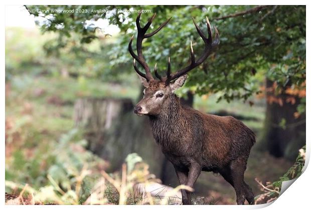 Majestic Stag Deer  Print by Liann Whorwood