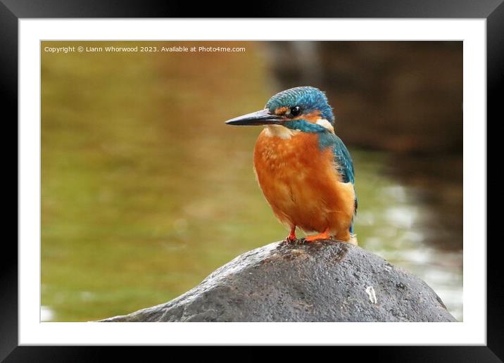 Male Kingfisher perched  Framed Mounted Print by Liann Whorwood
