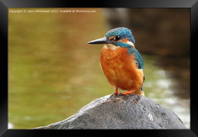 Male Kingfisher perched  Framed Print by Liann Whorwood