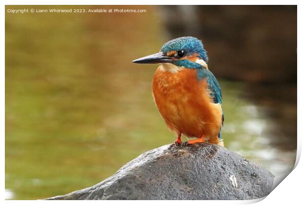 Male Kingfisher perched  Print by Liann Whorwood