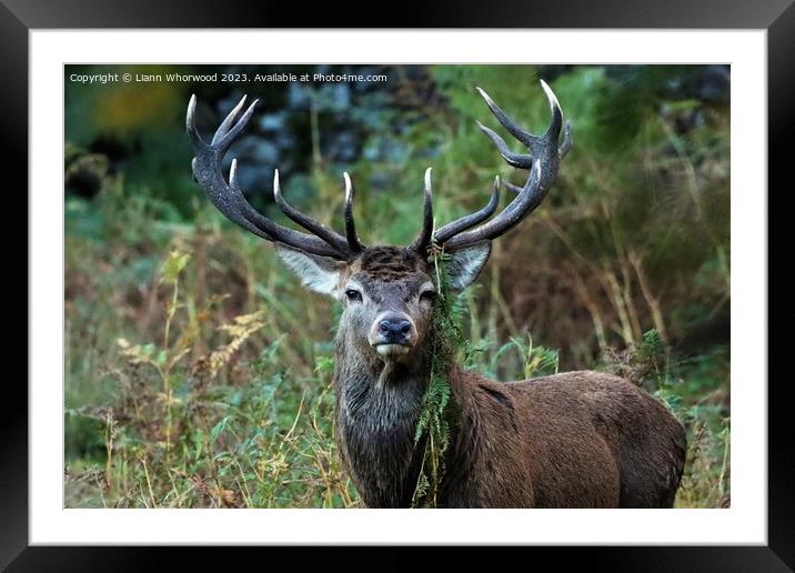 Red Deer Stag  Framed Mounted Print by Liann Whorwood