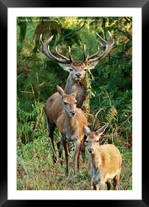 Red Deers  Framed Mounted Print by Liann Whorwood