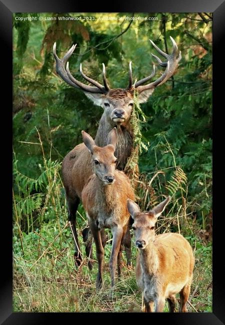 Red Deers  Framed Print by Liann Whorwood