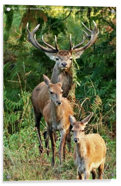 Red Deers  Acrylic by Liann Whorwood