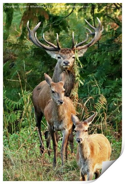 Red Deers  Print by Liann Whorwood