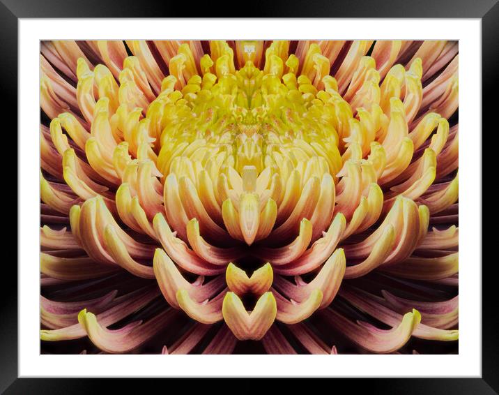 closeup mandala of chrysanthemum morifolium Framed Mounted Print by youri Mahieu