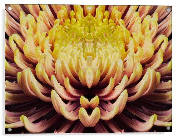 closeup mandala of chrysanthemum morifolium Acrylic by youri Mahieu