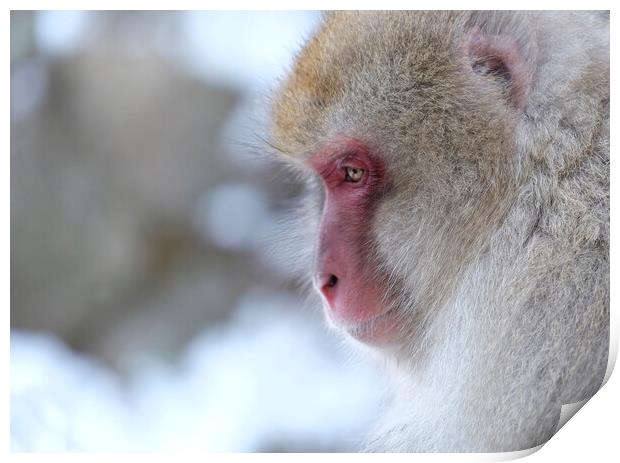 Snow monkey in Nagano prefecture, Japan Print by Lensw0rld 