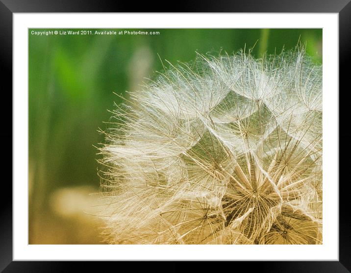 Gone to Seed Framed Mounted Print by Liz Ward