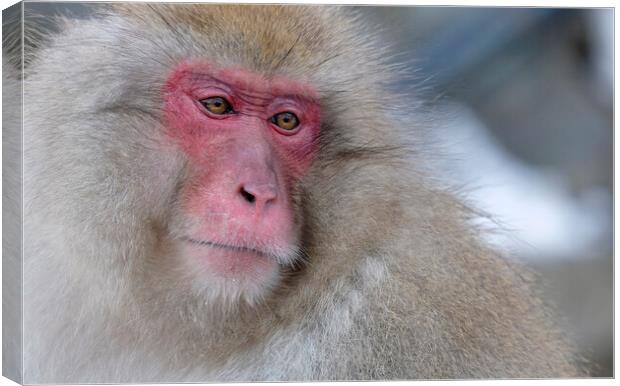 Snow monkey in Nagano prefecture, Japan Canvas Print by Lensw0rld 