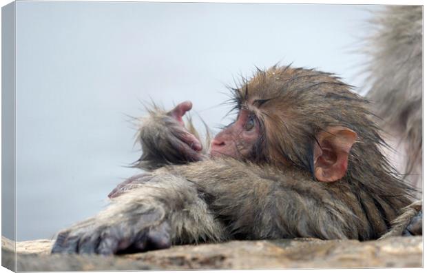 Baby snow monkey in a hot spring Canvas Print by Lensw0rld 