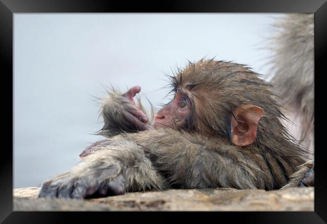 Baby snow monkey in a hot spring Framed Print by Lensw0rld 