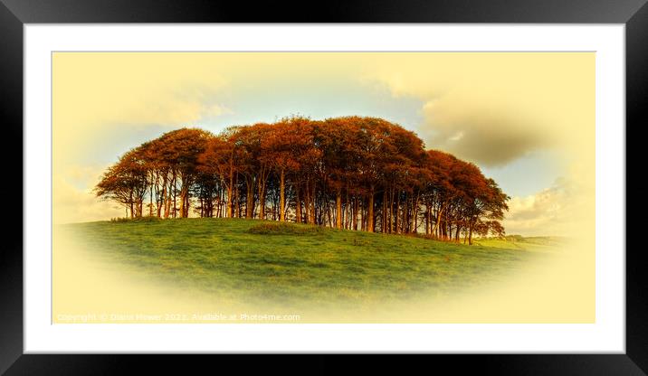   Nearly Home Trees  Golden Hour Framed Mounted Print by Diana Mower