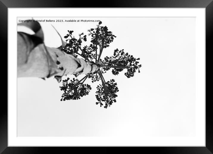 Black and white shot of Agave salmiana vertical floral stem in silhouette. Framed Mounted Print by Kristof Bellens
