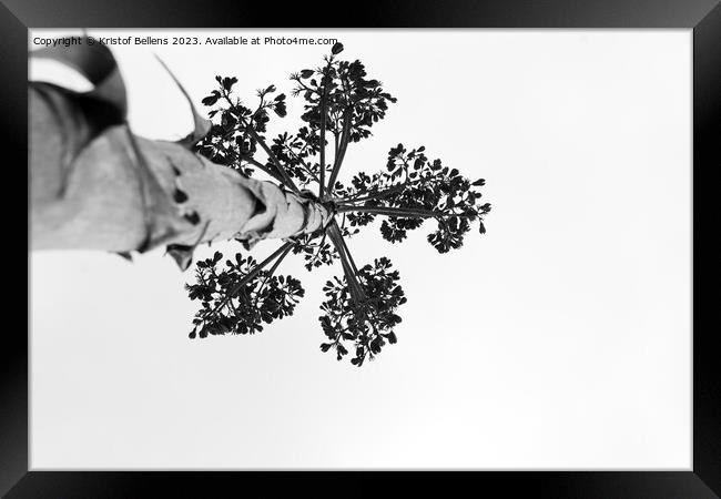 Black and white shot of Agave salmiana vertical floral stem in silhouette. Framed Print by Kristof Bellens