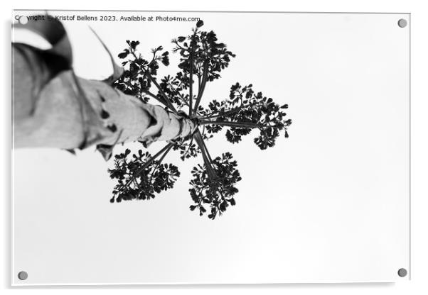 Black and white shot of Agave salmiana vertical floral stem in silhouette. Acrylic by Kristof Bellens