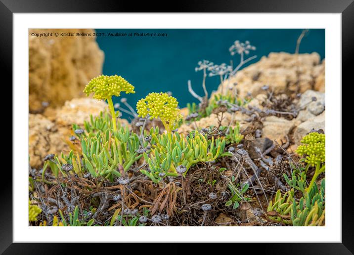 Crithmum maritimum or commonly known as Rock Samphire growing on the cliffs of the coast in Algarve, Portugal. Framed Mounted Print by Kristof Bellens