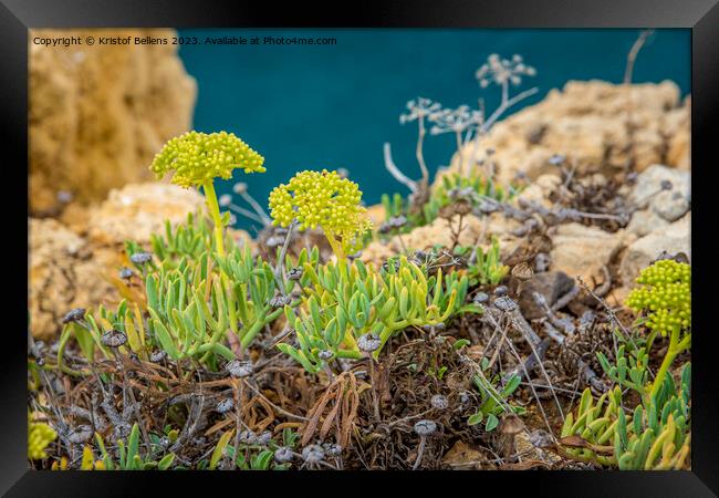 Crithmum maritimum or commonly known as Rock Samphire growing on the cliffs of the coast in Algarve, Portugal. Framed Print by Kristof Bellens
