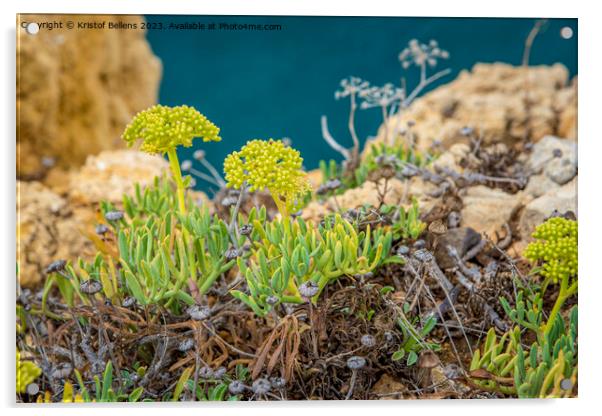 Crithmum maritimum or commonly known as Rock Samphire growing on the cliffs of the coast in Algarve, Portugal. Acrylic by Kristof Bellens