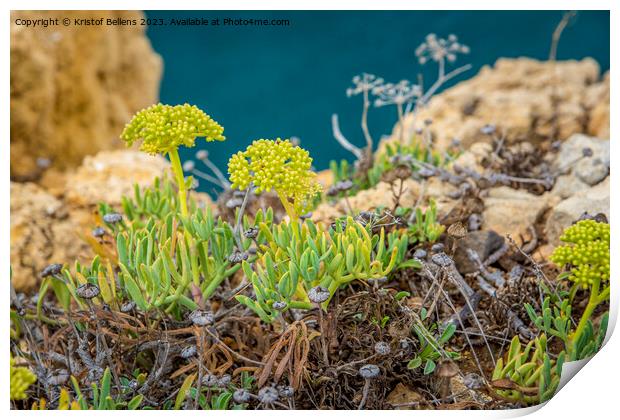 Crithmum maritimum or commonly known as Rock Samphire growing on the cliffs of the coast in Algarve, Portugal. Print by Kristof Bellens