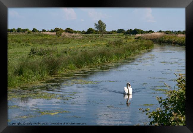 Swan on Pevensey Marsh Dyke Framed Print by Sally Wallis