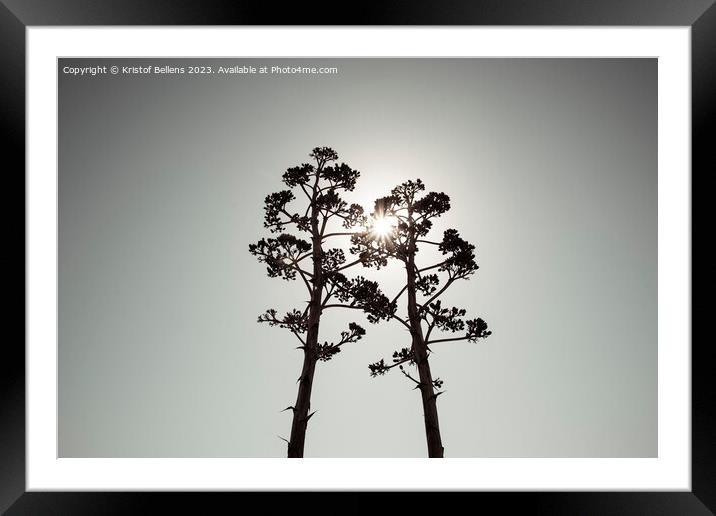 Two Agave salmiana vertical floral stem in silhouette with gray toning. Framed Mounted Print by Kristof Bellens