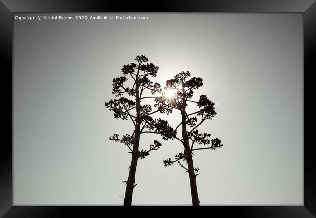 Two Agave salmiana vertical floral stem in silhouette with gray toning. Framed Print by Kristof Bellens