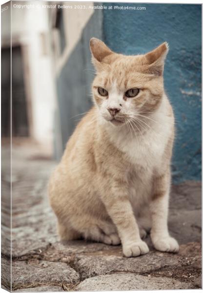 Vertical shot of a grumpy straycat in the cobblestoned streets of Monchique in Algarve, Portugal. Canvas Print by Kristof Bellens